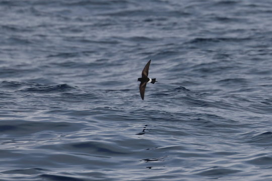 Indian Yellow Nosed Albatross