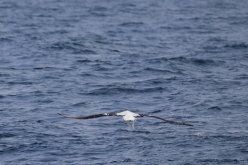 wandering albatross