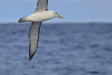 wandering albatross