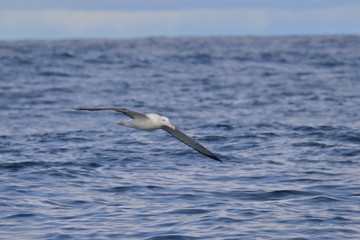 wandering albatross
