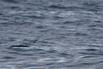 Naklejka premium seabirds