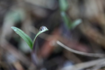 トマトの苗が発芽する