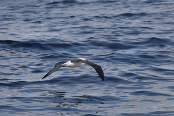 black browed albatross