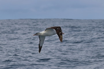 black browed albatross