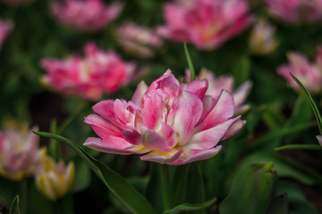 Pink fluffy tulips. Lush flowers. Pink beautiful flowers.