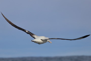 wandering albatross