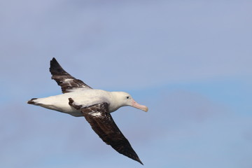 wandering albatross