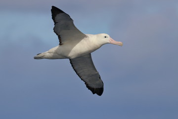 wandering albatross