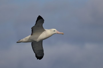 Fototapeta na wymiar wandering albatross