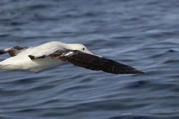 wandering albatross