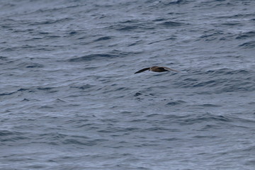 Fototapeta premium seabirds