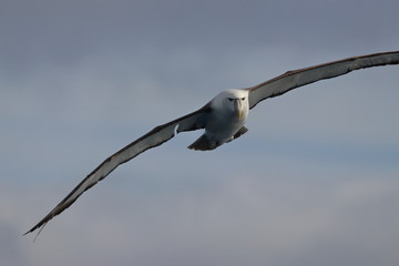 shy albatross