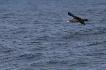 northern giant petrel