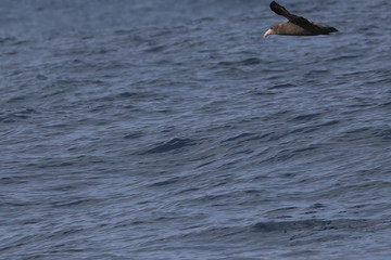 Naklejka premium northern giant petrel