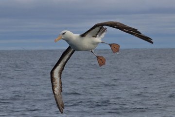 black browed albatross