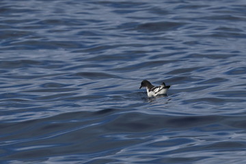cape petrel