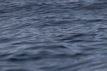 Naklejka premium seabirds