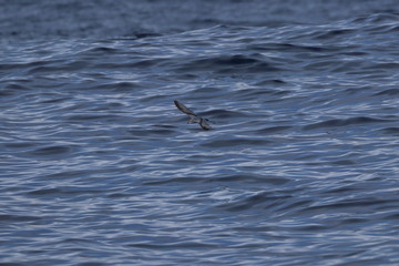 seabirds