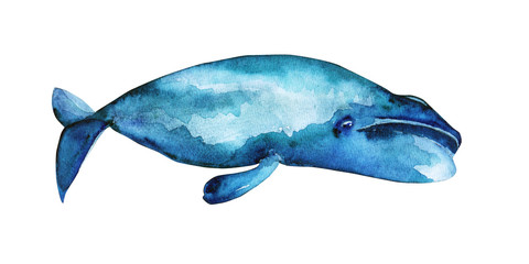 Bowhead whale illustration 