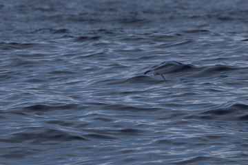 Naklejka premium seabirds