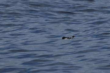 cape petrel