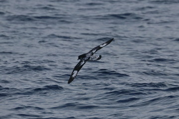 cape petrel