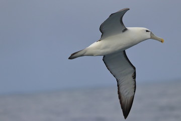 albatross
