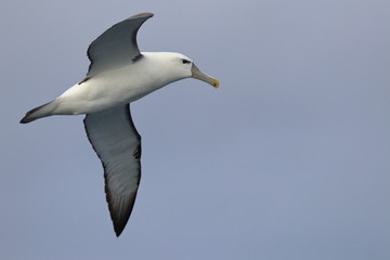 albatross
