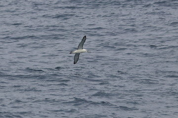 albatross