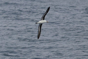 Fototapeta na wymiar albatross