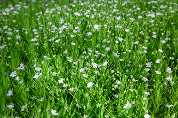 green meadow with wild flowers in the spring 