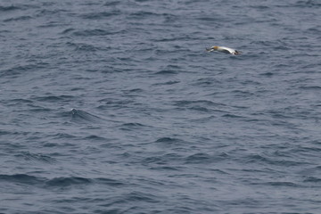 australasian gannet