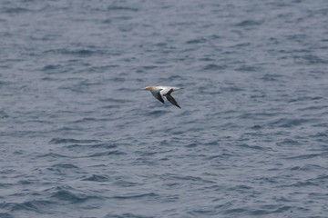 australasian gannet