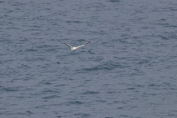 australasian gannet