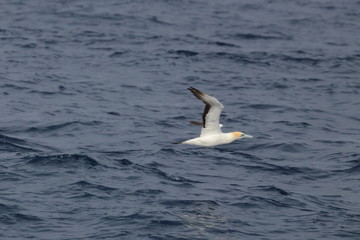 australasian gannet