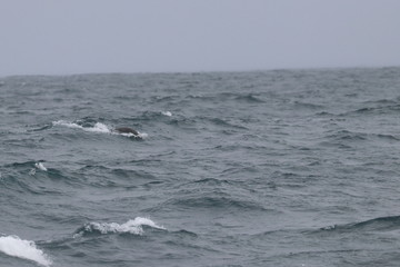 Fototapeta premium port phillip bay