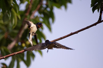 Hirondelles rustiques © Patrick