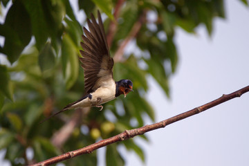 Hirondelle rustique © Patrick