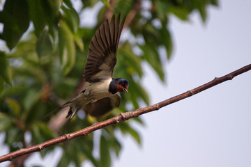 Hirondelle rustique © Patrick