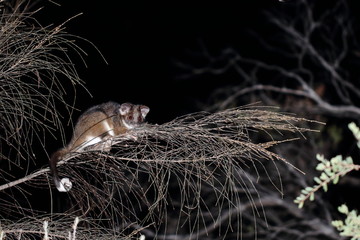 ringtail possum