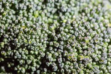 broccoli raw fresh close up