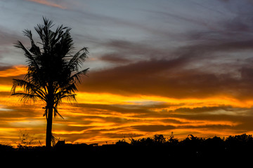 Fototapeta na wymiar Silhouette of single coconut tree on cloudy sunset