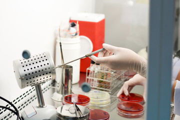 Scientist hand burning loop to kill germ after using with agar for testing in hospital laboratory.Microbiological inoculation loop heated by sterilizer in lab biosafety cabinet(BSC) hood