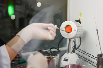 Scientist hand burning loop to kill germ after using with agar for testing in hospital laboratory.Microbiological inoculation loop heated by sterilizer in lab biosafety cabinet(BSC) hood