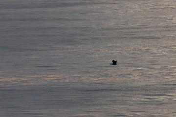 port phillip bay