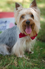 perro pequeño yorkshire sonriendo con moño
