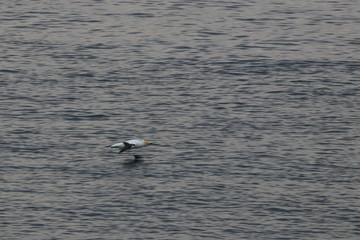 australasian gannet