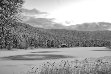 winter landscape with trees and snow