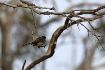 grey fantail