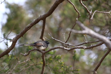 grey fantail